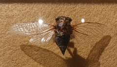 Neotibicen lyricen