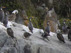 Poikilocarbo gaimardi