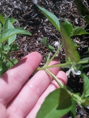 Ocimum