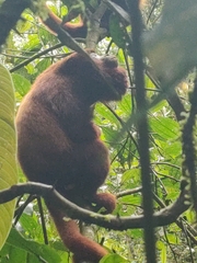 Alouatta seniculus