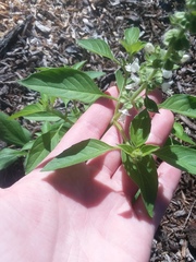 Ocimum
