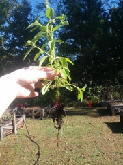 Ocimum