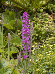 Francoa appendiculata