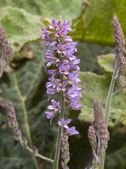 Francoa appendiculata