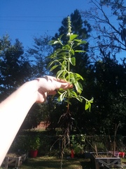 Ocimum
