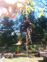 Ocimum