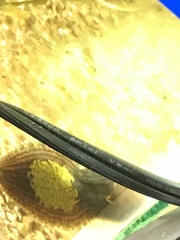 Glossiphoniidae