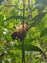Alouatta seniculus