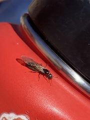 Liometopum occidentale