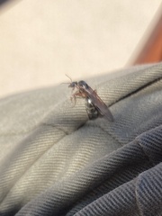 Liometopum occidentale