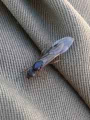 Liometopum occidentale