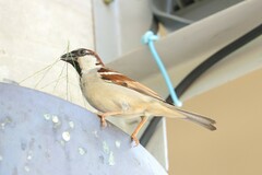 Passer domesticus indicus