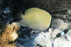 Chaetodon citrinellus