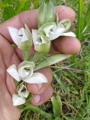 Chloraea membranacea