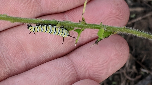Monarch photographed in Kansas
