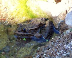 Lithobates yavapaiensis