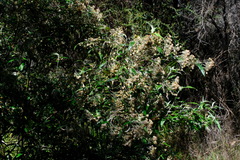 Olearia lirata