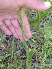 Chloraea membranacea