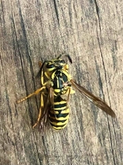 Vespula