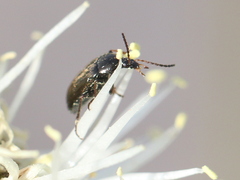 Tenebrionoidea