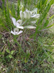 Chloraea membranacea