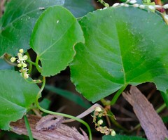 Muehlenbeckia adpressa