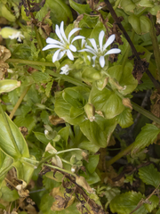 Stellaria chilensis