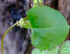 Muehlenbeckia adpressa
