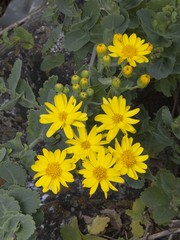 Senecio nigrescens