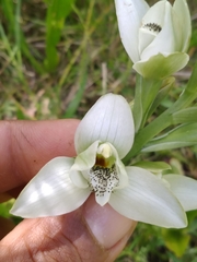 Chloraea membranacea