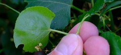 Muehlenbeckia adpressa