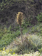 Puya chilensis