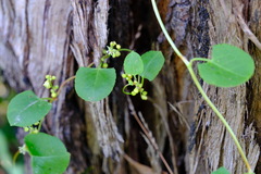Muehlenbeckia adpressa