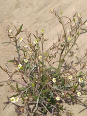 Ranunculus apiifolius
