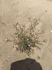 Ranunculus apiifolius