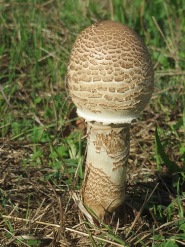 Skėtinė žvynabudė nuotrauka