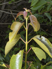 Aristotelia chilensis