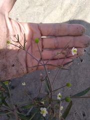 Ranunculus apiifolius