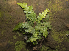 Blechnum blechnoides