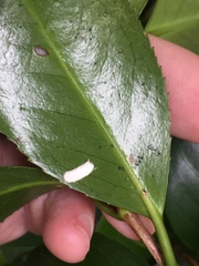 Pulvinaria camelicola
