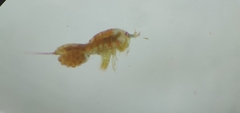 Copepoda