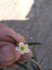 Ranunculus apiifolius