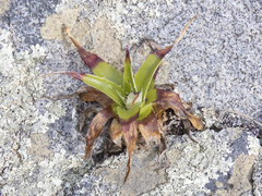 Eryngium paniculatum