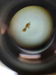 Copepoda