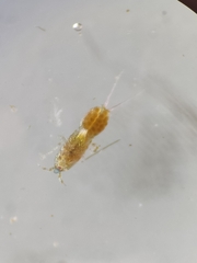 Copepoda