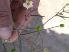 Ranunculus apiifolius