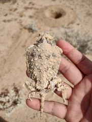 Phrynosoma goodei