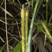 Carex quinquin - Photo 由 Claudio Maureira 所上傳的 (c) Claudio Maureira，保留部份權利CC BY-NC-ND