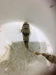 Tetractenos glaber
