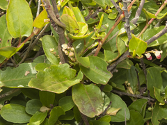 Muehlenbeckia hastulata